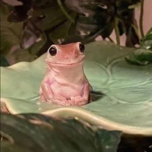 Meet your Posher, Sophie